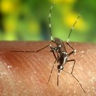 Come le zanzare scelgono chi pungere: "hai il sangue dolce" è solo un luoco comune