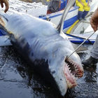 Squalo mako di 4 metri catturato dai pescatori finisce sul banco del pesce anzichè al museo