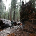 Cade dopo mille anni il Pioneer Tree, la sequoia dentro cui passava un'auto