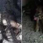 Cuccioli di pastore tedesco sepolti vivi, gli agenti li salvano e li ricongiungono alla madre