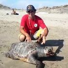 Focene, tartaruga morta in spiaggia: soffocata dalla plastica