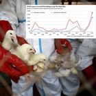 Influenza aviaria, record di casi nel 2021 (e aumento del 462%). Gli esperti: «Ora il virus è più rischioso per l'uomo»
