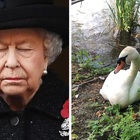 Abbattuti i cigni della Regina Elisabetta