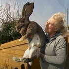 Rubato Darius, il coniglio più grande del mondo