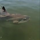 Pinna di uno squalo avvistata a Pellestrina e al Lido: sorpresa, è un pesce luna