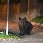 Gorizia, cucciolo d'orso solo e impaurito dal traffico scappa su un albero: salvato