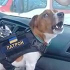 Ucraina, il cane 'Pallottola' è un eroe: dall'inizio della guerra ha trovato oltre 90 ordigni