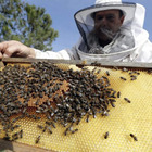 Cade sulle arnie delle api e viene attaccato: muore apicoltore. Ferito anche un vigile del fuoco