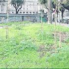 Roma, a Termini piantati i nuovi cipressi. Troppo piccoli: sono già secchi