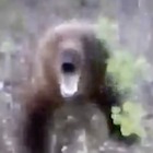 Spia un orso e viene attaccato: il video è da brividi