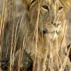 India, leonessa muore di Covid nello zoo