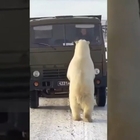 Siberia, mamma orsa e i suoi cuccioli assaltano il camion dei rifiuti per trovare cibo