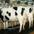 Cina, clonate super mucche: producono il doppio del latte delle razze allevate negli Usa