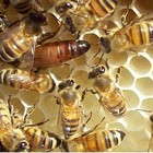 Falso miele cinese (fatto senza api) invade l'Italia. «Costa poco, ma non rispetta le norme»