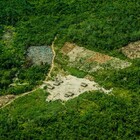 Cop26, stop alla deforestazione entro il 2030: accordo raggiunto per 19,2 miliardi di dollari
