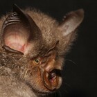 Covid e pipistrelli, nuove prove: virus simili al Sars-Cov-2 in esemplari di molte parti dell'Asia