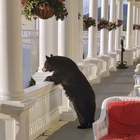 Orso bruno in cerca di cibo entra in hotel e si affaccia al balcone. La foto incredibile fa il giro del web