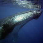 Balene schiacciano donna di 29 anni: è grave, polemiche sui tour operator per le nuotate fra i giganti del mare