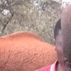 Il piccolo elefante interrompe il giornalista in diretta tv: il video è virale