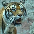 Una tigre positiva al coronavirus al Bronx Zoo