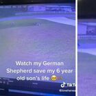 Bambino di 6 anni aggredito da un pitbull, pastore tedesco eroe gli salva la vita: il video choc