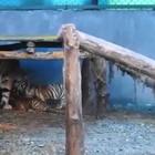 Al Safari Park in India nati tre cuccioli di tigre del Bengala
