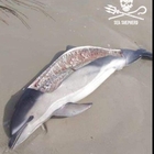 Delfino arpionato e sfilettato da pescatori senza scrupoli. La denuncia di Sea Shepherd France