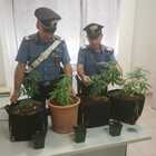 Carabinieri sequestrano sette piante di marijuana, denunciato il proprietario del terreno