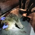 Orsa uccisa da un'auto a Castel di Sangro