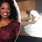Oprah Winfrey, la goffa caduta sul palco: «Ho messo le scarpe sbagliate»