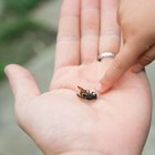 Morti dopo le punture di un'ape e di una vespa: due vittime di choc anafilattico