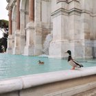 Roma deserta, anatre libere di godersi il Fontanone