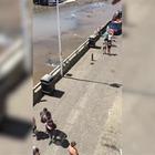 Gabbiani affamati attaccano i passanti