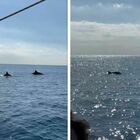 Quattro delfini in mare al largo di Ostia: le immagini spettacolari. «Merito del mare sempre più pulito»