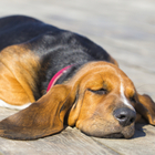 La salute degli animali: il cane ha l'otite, antibiotici se ci sono danni al timpano