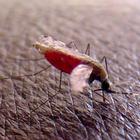 Malaria, prima vaccinazione su larga scala in Africa. L'Oms: «Si parte in Malawi»