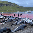 Danimarca, stop al massacro di delfini dopo la strage di 1.400 esemplari: firmata la petizione