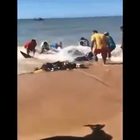 La manta gigante salvata dai bagnanti: era intrappolata in una rete