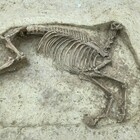 Il mistero del cavallo senza testa scoperto nel cimitero dei Merovingi: «Tomba di cavaliere»
