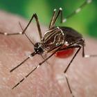 Zanzare, il virus mortale trasmesso che colpisce il cervello: i sintomi