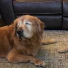 La commovente storia di Maverik, il cucciolo che si prende cura del suo amico cieco