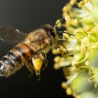 L'ape più grande al mondo non si è estinta: ritrovata dopo 38 anni, è lunga quanto un pollice