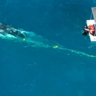 Balena intrappolata nelle reti anti-squalo: un uomo si tuffa e la libera