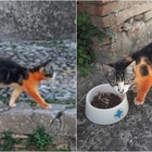 Gatto verniciato di rosso, la denuncia degli animalisti a Terni