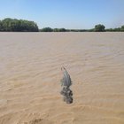 Inondazioni record in Australia, coccodrilli nelle strade