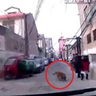 Il padrone si sente male, il cane guida l'ambulanza fino a lui e gli salva la vita