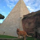 gatti piramide cestia roma