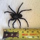 Trova questo ragno sotto il suo letto e scopre che è tra i più velenosi al mondo