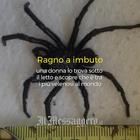 Il ragno a imbuto, uno dei più letali al mondo