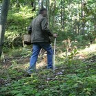 Nettuno, 57enne di Velletri muore dopo la puntura di un insetto: era andato a funghi nel bosco dell'Armellino